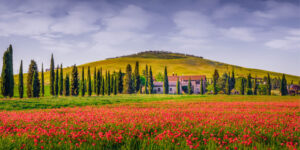 Red Beauty - Poppy Fields